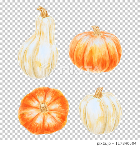 Orange and white pumpkins. Realistic botanical painting. Rustic style. Hand drawn watercolor isolated illustration with fall vegetables for poster, Halloween prints, cards. Botanical colorful clipart. 117840304
