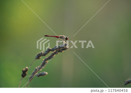 止まったアカトンボ 117840458