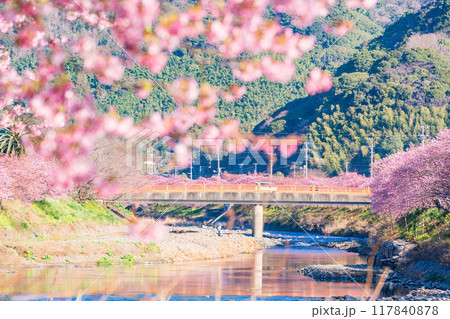 【静岡県】河津町・満開の河津桜 117840878