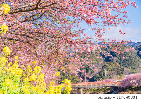 【静岡県】河津町・満開の河津桜 117840881