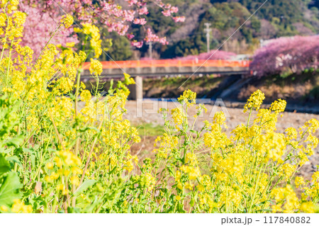 【静岡県】河津町・満開の河津桜 117840882