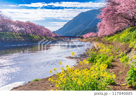 【静岡県】河津町・満開の河津桜 【静岡県】河津町・満開の河津桜 117840885