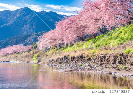 【静岡県】河津町・満開の河津桜 117840887