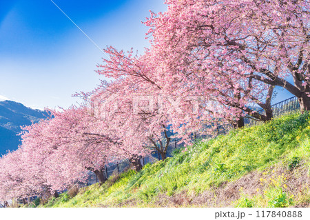 【静岡県】河津町・満開の河津桜 【静岡県】河津町・満開の河津桜 117840888
