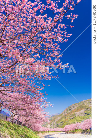 【静岡県】河津町・満開の河津桜 【静岡県】河津町・満開の河津桜 117840900