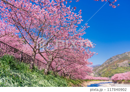 【静岡県】河津町・満開の河津桜 117840902