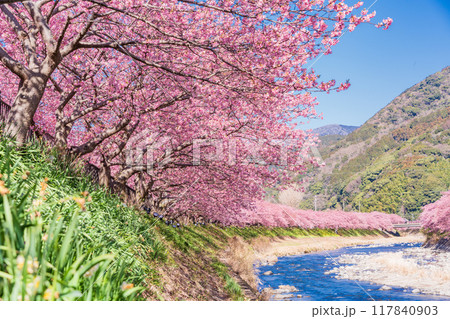 【静岡県】河津町・満開の河津桜 117840903