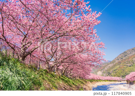 【静岡県】河津町・満開の河津桜 117840905