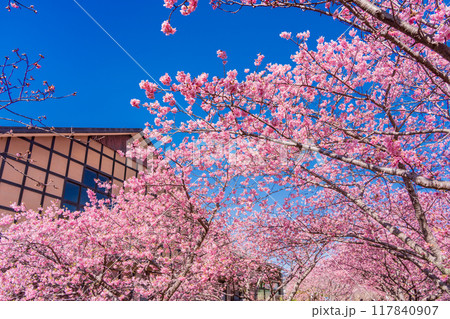 【静岡県】河津町・満開の河津桜 117840907