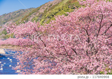 【静岡県】河津町・満開の河津桜 117840908