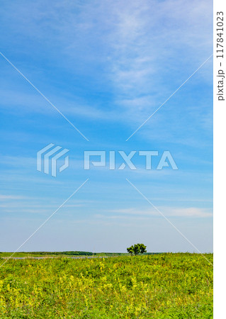 道東サロマ湖 ワッカ原生花園 道東サロマ湖 ワッカ原生花園 117841023