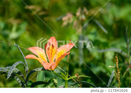道東サロマ湖  ワッカ原生花園 117841026