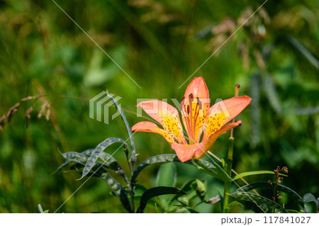 道東サロマ湖  ワッカ原生花園 117841027