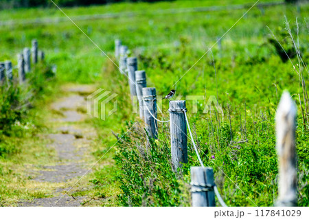 道東サロマ湖  ワッカ原生花園 117841029