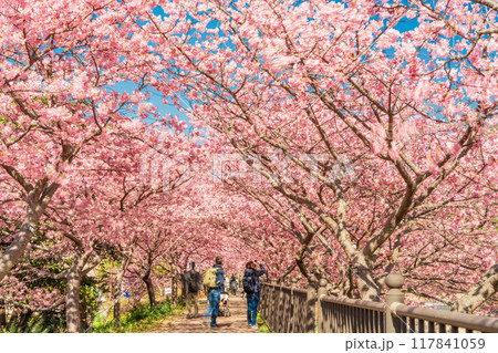 【静岡県】河津町・満開の河津桜トンネル 117841059