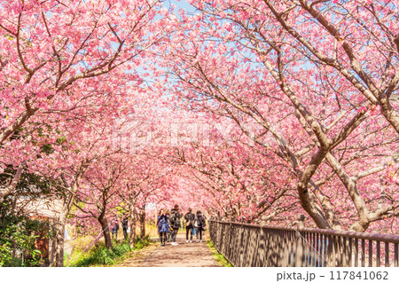 【静岡県】河津町・満開の河津桜トンネル 117841062