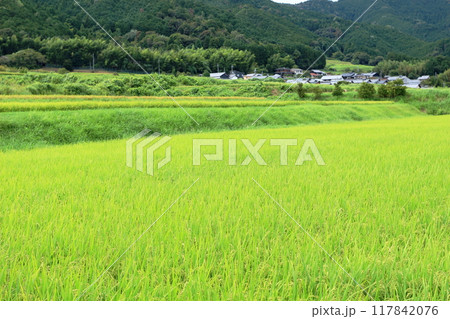 山裾に広がる田 山裾に広がる田 117842076