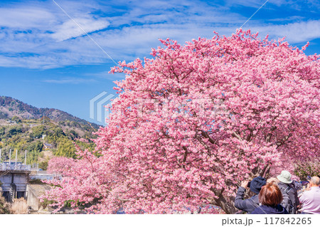 【静岡県】河津町・満開の河津桜 117842265
