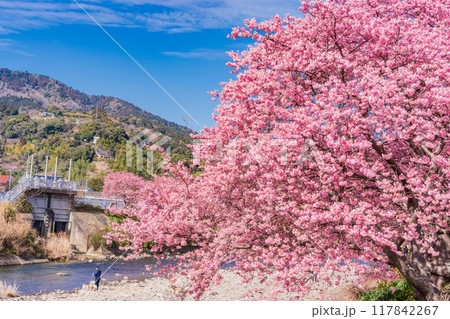 【静岡県】河津町・満開の河津桜 【静岡県】河津町・満開の河津桜 117842267