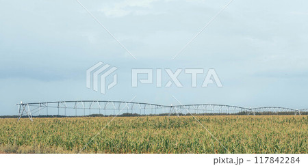 Agriculture, vast cornfield under irrigation system, integration of technology in modern farming practices 117842284