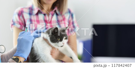 The veterinarian makes a vaccination of a cat 117842407
