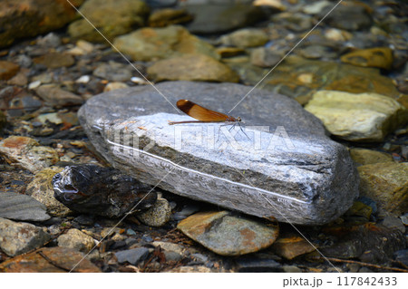 ミヤマカワトンボ ミヤマカワトンボ 117842433