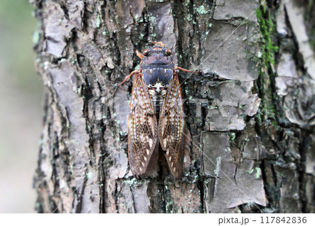 木にとまるアブラゼミ 117842836