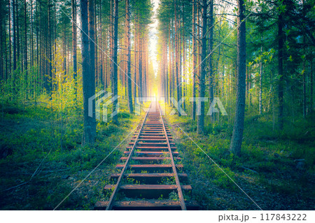 Marine railway in the middle of a forest. Marine railway in the middle of a forest. 117843222