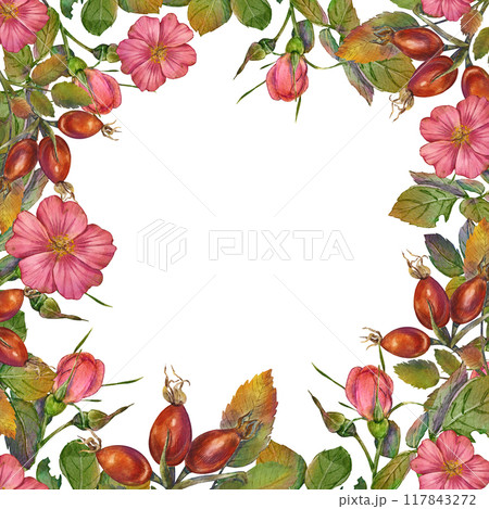 Pink Rosehip square frame template, wild rose flowers and leaves. Illustration botanical pink wild rose flowers, buds and leaves. Perfect for invitations, birthday, anniversary, mother's day. 117843272