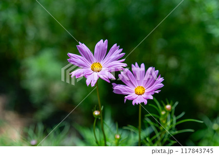 秋の庭に咲くピンクのコスモスの花 秋の庭に咲くピンクのコスモスの花 117843745