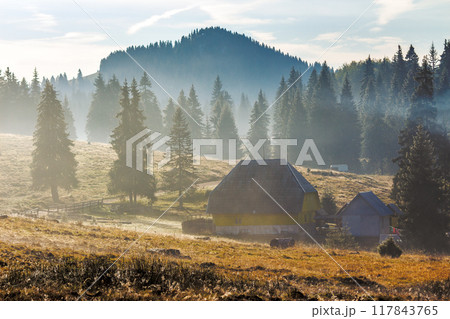 spruce forest on mountain hillside in fog at sunrise. autumnal landscape of romania. remote countryside spruce forest on mountain hillside in fog at sunrise. autumnal landscape of romania. remote countryside 117843765
