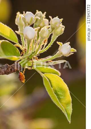 blossom season background. white flowers in spring. beautiful branch of fruit tree in the garden. beauty in nature concept 117843772