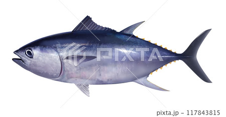 黒マグロ 117843815