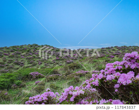 ミヤマキリシマ咲く、ミヤマキリシマの咲く山、登山道から見た風景 117843837