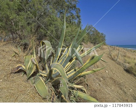 Agave in a garden in Sicily, Italy Agave in a garden in Sicily, Italy 117843915