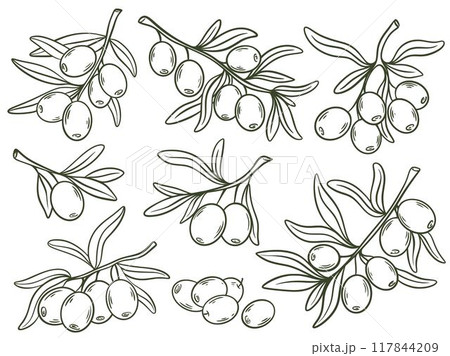 Olive tree branches hand drawn set 117844209