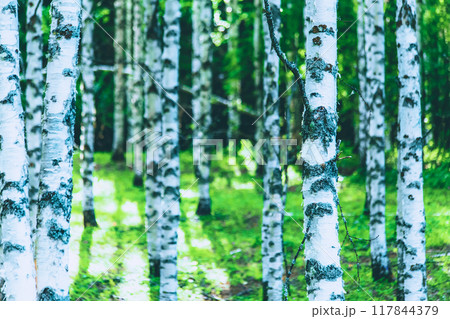 Summer birch forest view from Sotkamo, Finland. Summer birch forest view from Sotkamo, Finland. 117844379