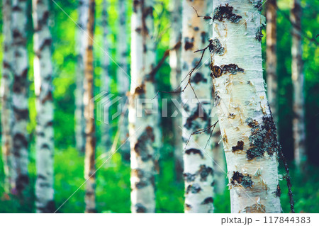 Summer birch forest view from Sotkamo, Finland.	 117844383