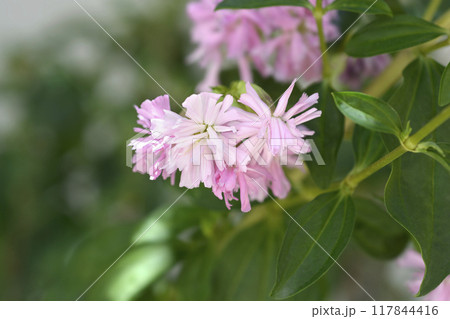 Double pink soapwort Double pink soapwort 117844416