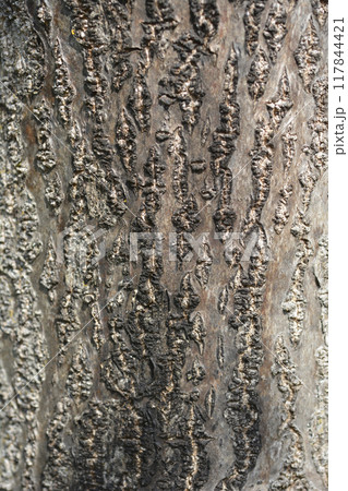 Empress tree 117844421