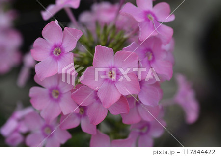 Perennial phlox 117844422