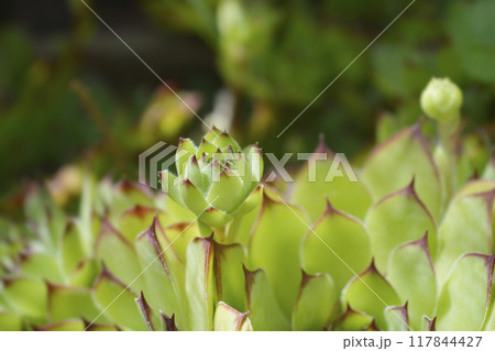 Common houseleek 117844427