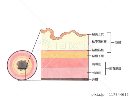 消化器の解剖生理 食道の層構造 消化器の解剖生理 食道の層構造 117844615