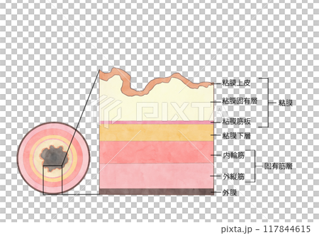 消化系統的解剖學和生理學 食道的分層結構 117844615