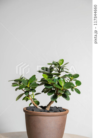 夏の観葉植物　パンダガジュマル 117844660