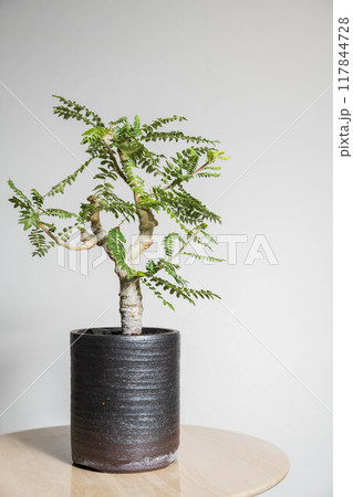 夏の塊根植物　ボスウェリア ネグレクタ 117844728