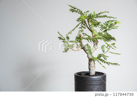 夏の塊根植物 ボスウェリア ネグレクタ 夏の塊根植物 ボスウェリア ネグレクタ 117844730