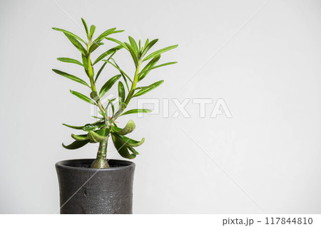 夏の塊根植物　パキポディウムサキュレンタム 117844810