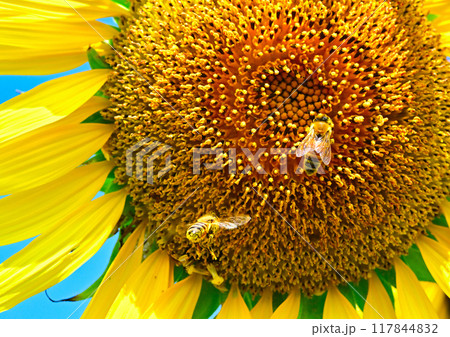 大きな向日葵に戯れるミツバチ 117844832