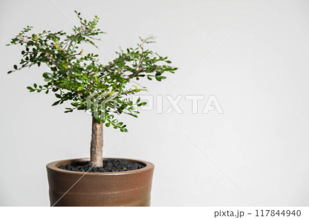 夏の塊根植物　オペルクリカリア パキプス 117844940